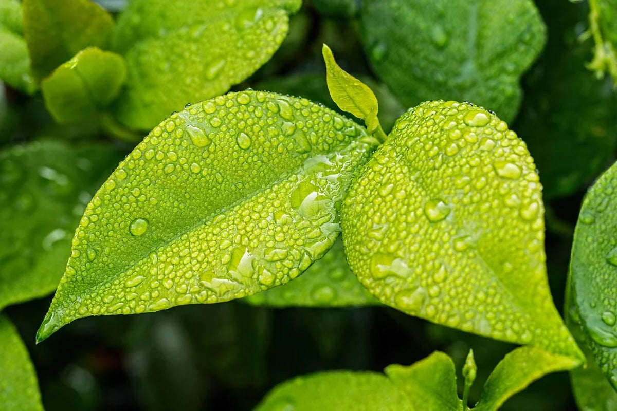 How to Choose the Best Moisturizer for Hydrated, Healthy Skin ?